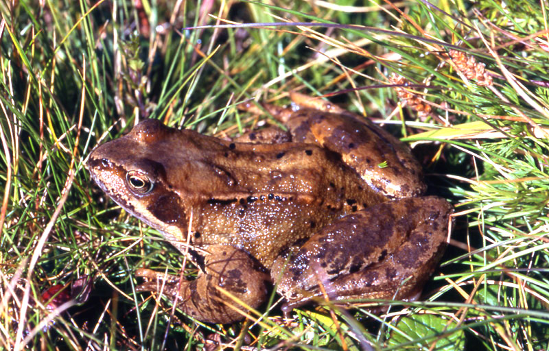 Rana temporaria e girino albino